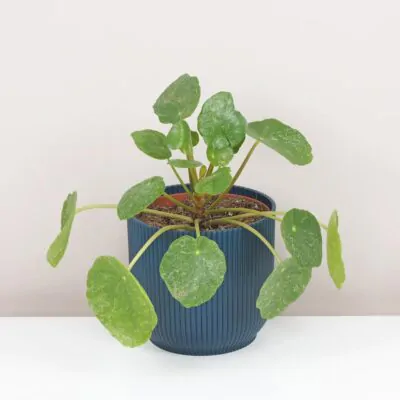 Pilea peperomioides sugar