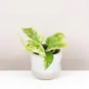 Pothos Epipremnum ‘Marble Queen’ malý Pothos Epipremnum ‘Marble Queen’ malý tahava izbova rastlina
