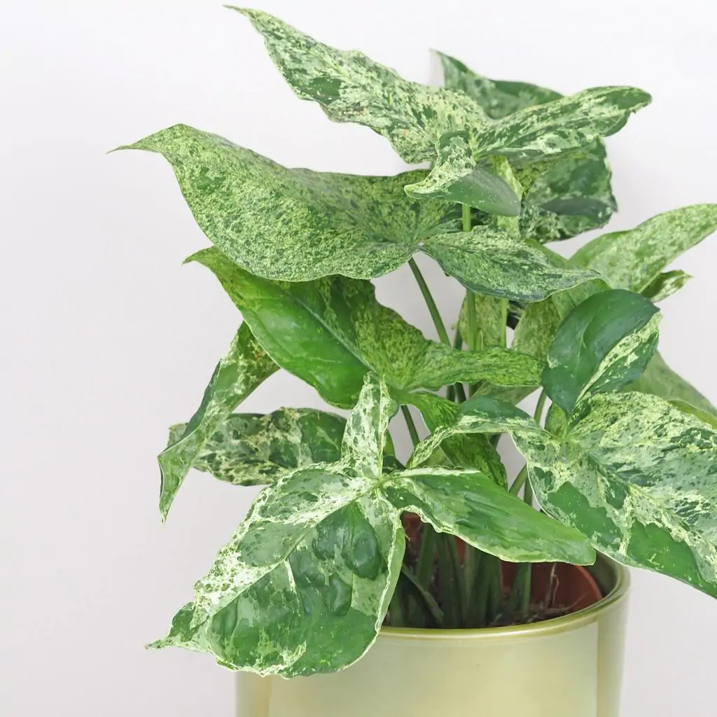 syngonium podophyllum mottled mojito