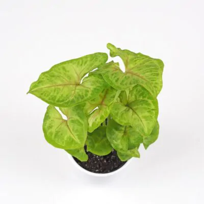 syngonium podophyllum sunshine