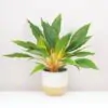 Zelenec / Chlorophytum orchidastrum ‘Fire Flash’ Zelenec oranzovy / Chlorophytum orchidastrum ‘Fire Flash’