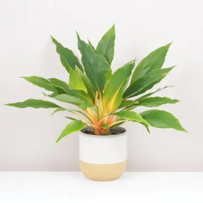 Zelenec - nenáročná rastlina vhodná aj na tmavšie miesta Zelenec oranzovy / Chlorophytum orchidastrum ‘Fire Flash’
