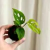 Monstera esqueleto baby monstera esqueleto baby mini rastlina