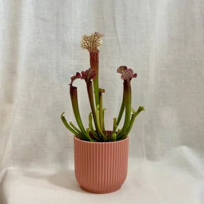 Starostlivosť o Mäsožravé rastliny: Ako pestovať mucholapku, aby sa jej darilo sarracenia judith masozrava rastlina