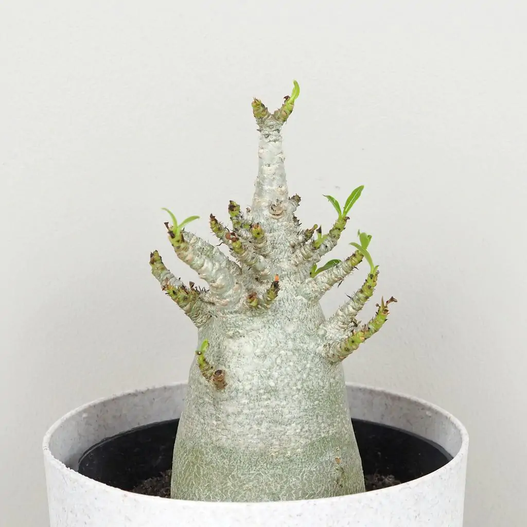 adenium ansu baobab pustna ruza sukulent