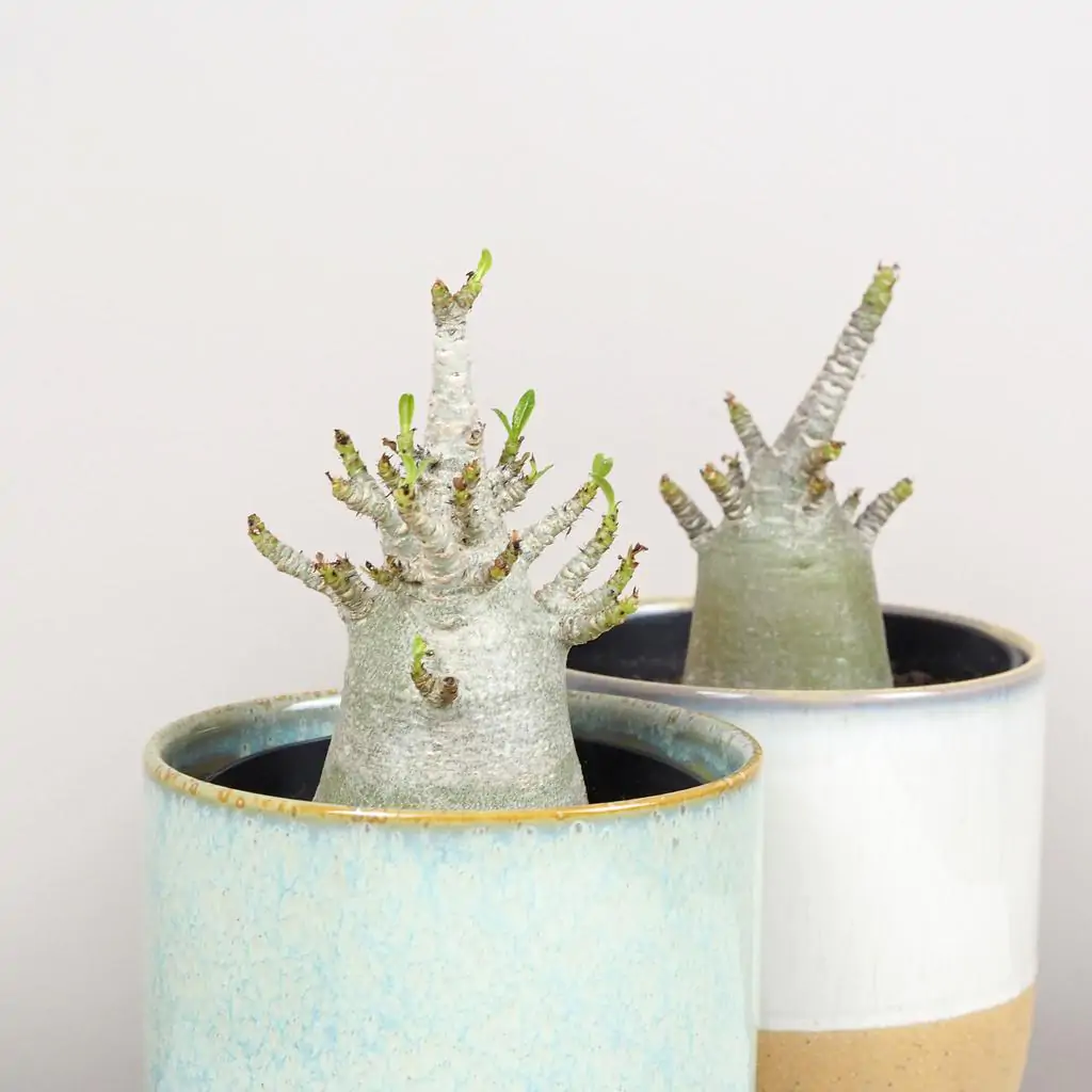 adenium ansu baobab pustna ruza sukulent