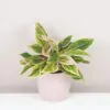 Aglaonema ‘Crete Pink’ aglaonema crete pink ruzova izbova rastlina