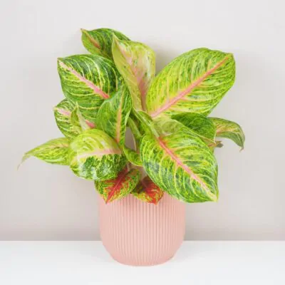 aglaonema grand blossom velka farebna izbova rastlina
