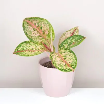 aglaonema painted celebration plantizia farebna izbova rastlina