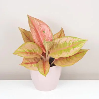 aglaonema pastella ruzova izbova rastlina