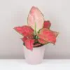 Aglaonema ‘Red Joy’ aglaonema red joy cervena izbova rastlina