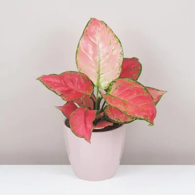 Top 10 nenáročných izbových rastlín pre začiatočníkov aglaonema red joy cervena izbova rastlina