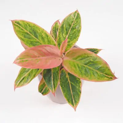 aglaonema salmon fantasy ruzova nenarocna izbova rastlina