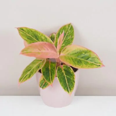 aglaonema salmon fantasy ruzova nenarocna izbova rastlina