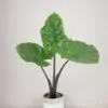 alocasia black cobra