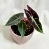 Alocasia longiloba ‘Purple’ alocasia longiloba purple