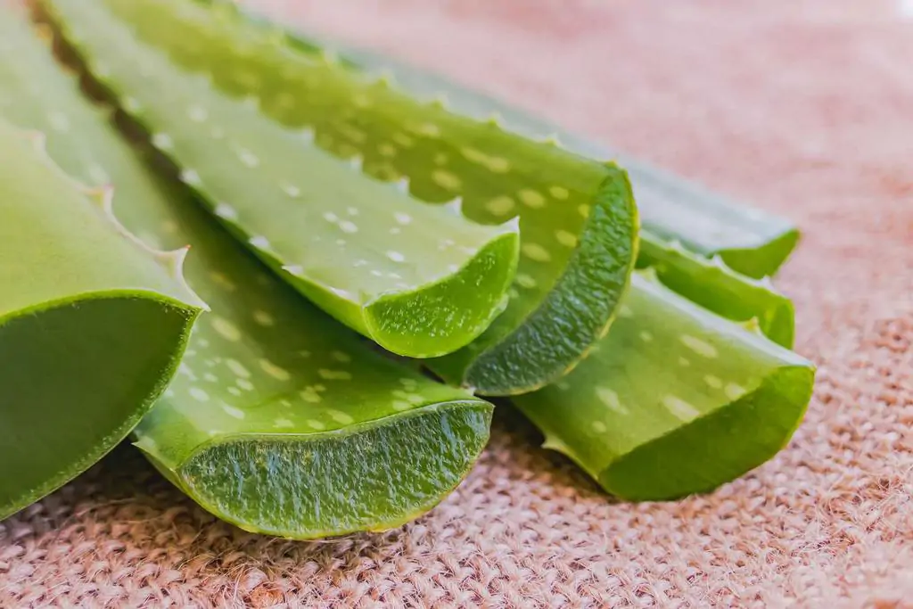 aloe vera liecive rastliny