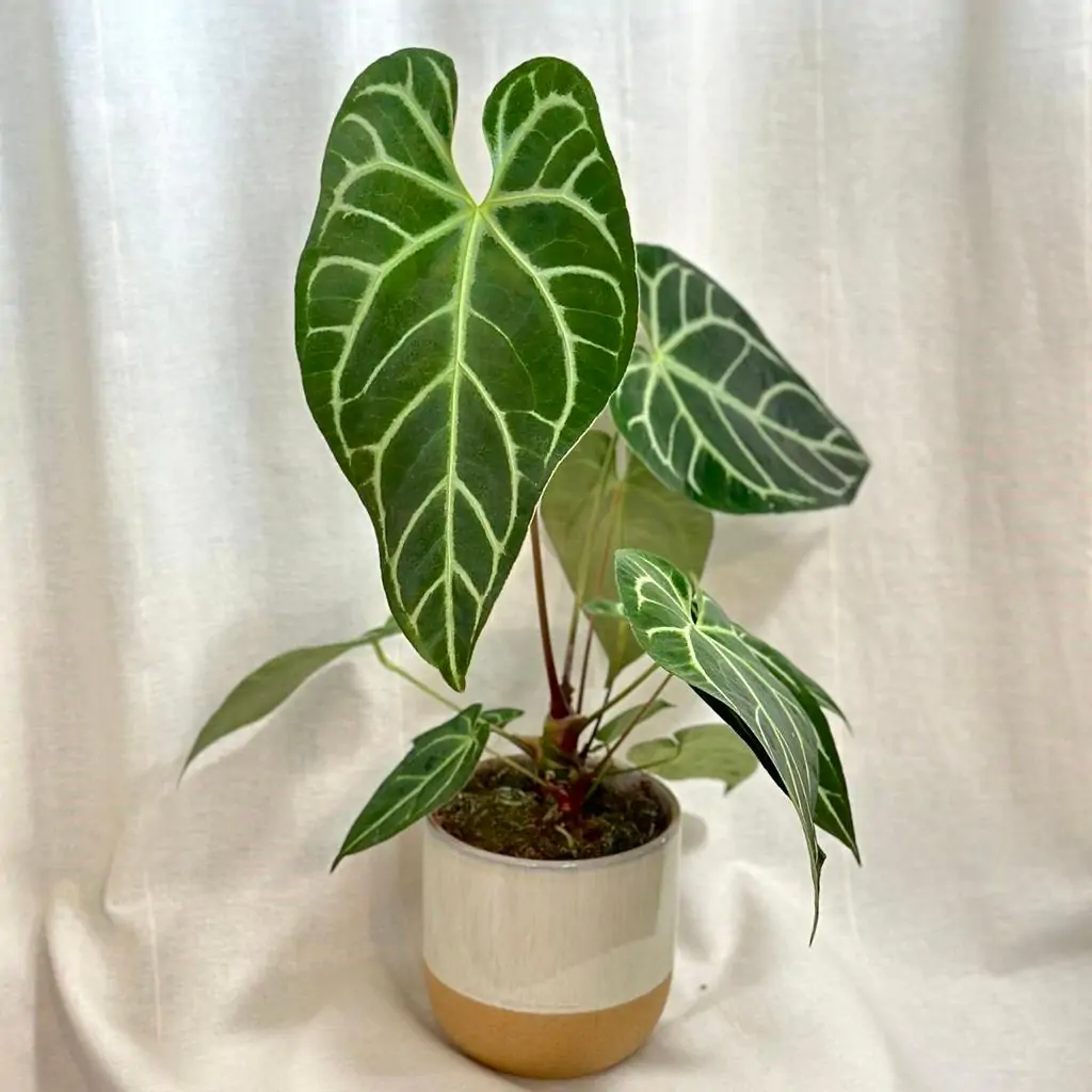 anthurium Crystallinum x Regale