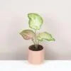 Caladium hybrid caladium hybrid