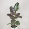 Ficus elastica Pink Camouflage panasovany fikus