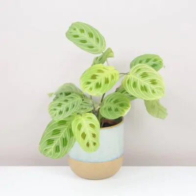 Maranty: Starostlivosť a zaujímavosti Maranta leuconeura Light Veins izbova rastlina plantizia