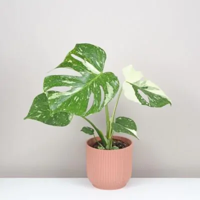 Izbové rastliny, riasogule a príslušenstvo monstera deliciosa thai constellation panasovana