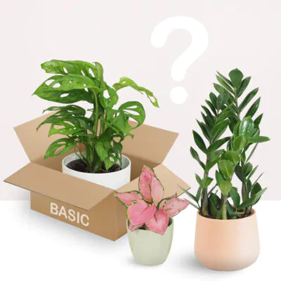 Rastlinné predplatné basic
