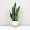 Sansevieria trifasciata ‘Black Diamond’ Sansevieria trifasciata black Diamond svokrine jazyky