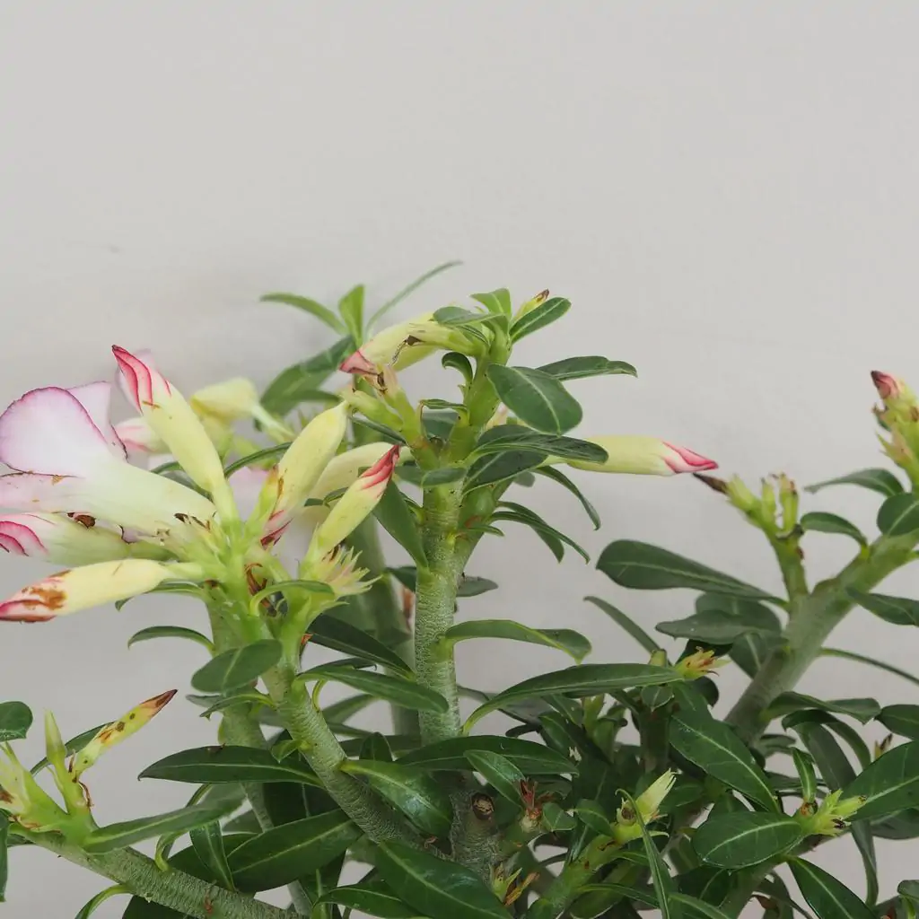 Adenium obesum ‘Pinkstar’