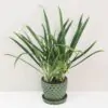 Aglaonema ‘Slim Jim’ aglaonema slim jim nenarocna izbova rastlina zelena