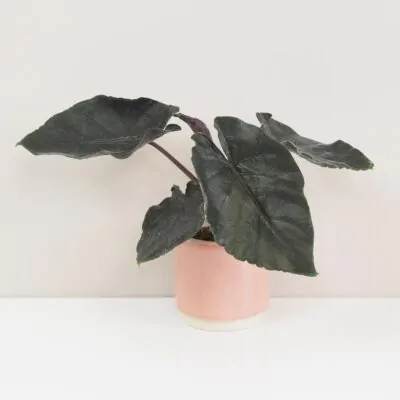 alocasia antoro velvet vzacna izbova rastlina cierna