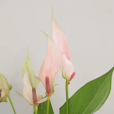 Anthurium andraeanum Lilli ruzova anturia