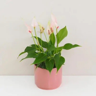 Anthurium: Tipy na starostlivosť o rôzne druhy anthurií Anthurium andraeanum Lilli ruzova anturia