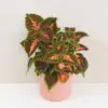 Coleus ‘Main Street Ruby Road’ Coleus Main Street Ruby Road okrasna africka zihlava farebna rastlina