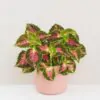Coleus ‘Spacecake’ coleus spacecake africka okrasna zihlava farebna rastlina