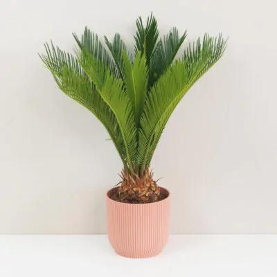 Izbové rastliny, riasogule a príslušenstvo Cykas japonsky Cycas revoluta velky palma