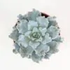 Echeveria ‘Crispy Beauty’ Echeveria Crispy Beauty sukulent