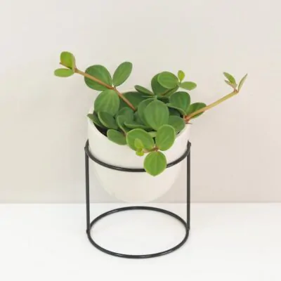 Izbové rastliny, riasogule a príslušenstvo peperomia tetraphylla hope tahava nenarocna rastlina bezpecna pre zvierata plantizia