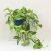 Pothos Epipremnum ‘Marble Queen’ maxi Pothos Epipremnum Marble Queen tahava zelena izbova rastlina