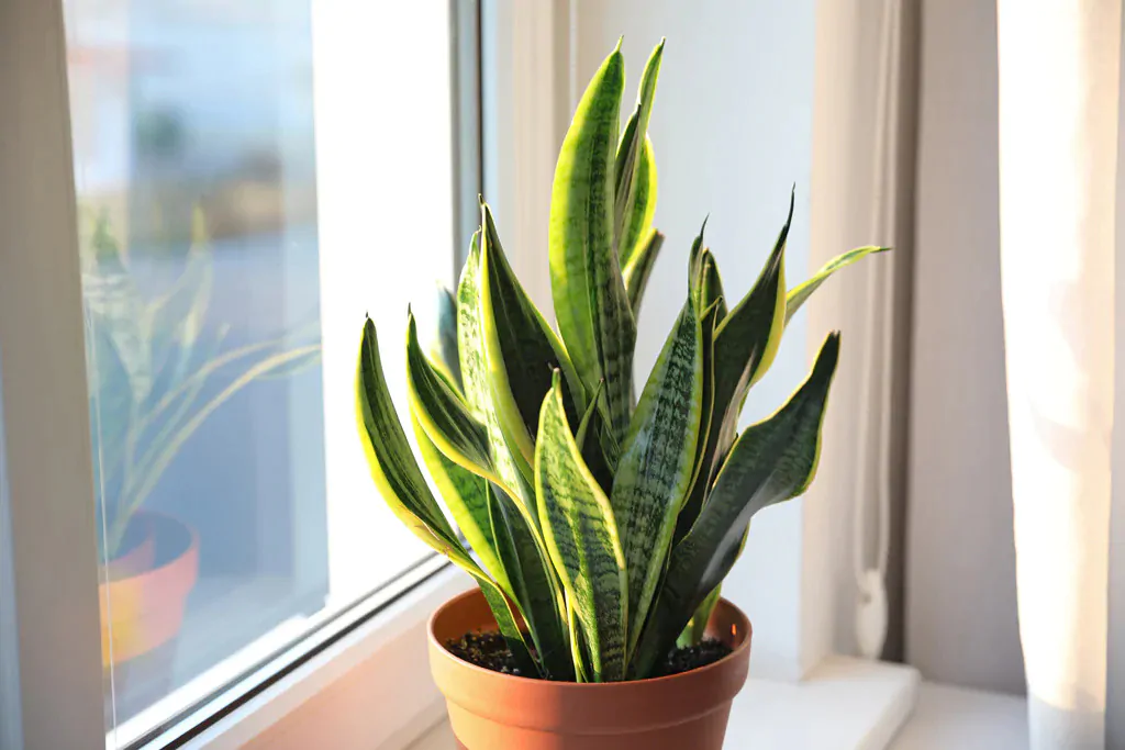 rastliny ktore cistia vzduch sansevieria svokrine jazyky starostlivost