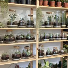 rastlinne terarium ako si vyrobit