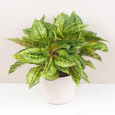 Top 10 nenáročných izbových rastlín pre začiatočníkov aglaonema Chartreuse Pretty izbova rastlina