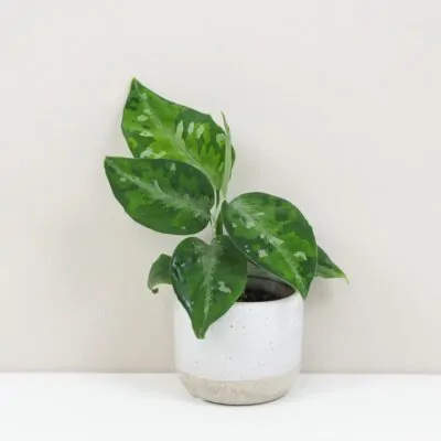 Aglaonema pictum Tricolor vzacna raritna izbova rastlina