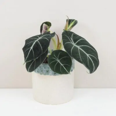 Izbové rastliny, riasogule a príslušenstvo Alocasia reginula Black velvet cierna alokazia izbova rastlina