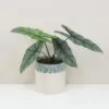 Alocasia heterophylla ‘Dragon's breath’ Alocasia heterophylla Dragon's breath