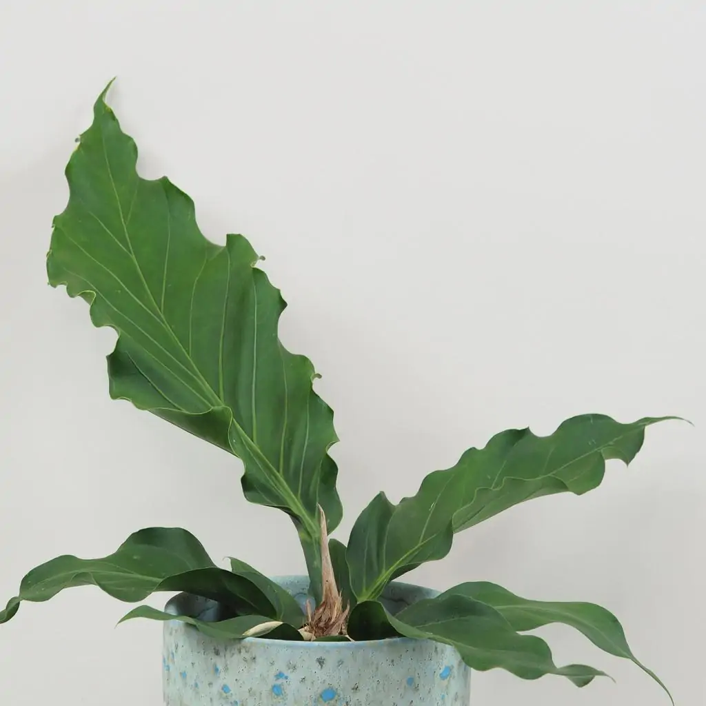 Anthurium crassinervium Karma Birdnest veľké