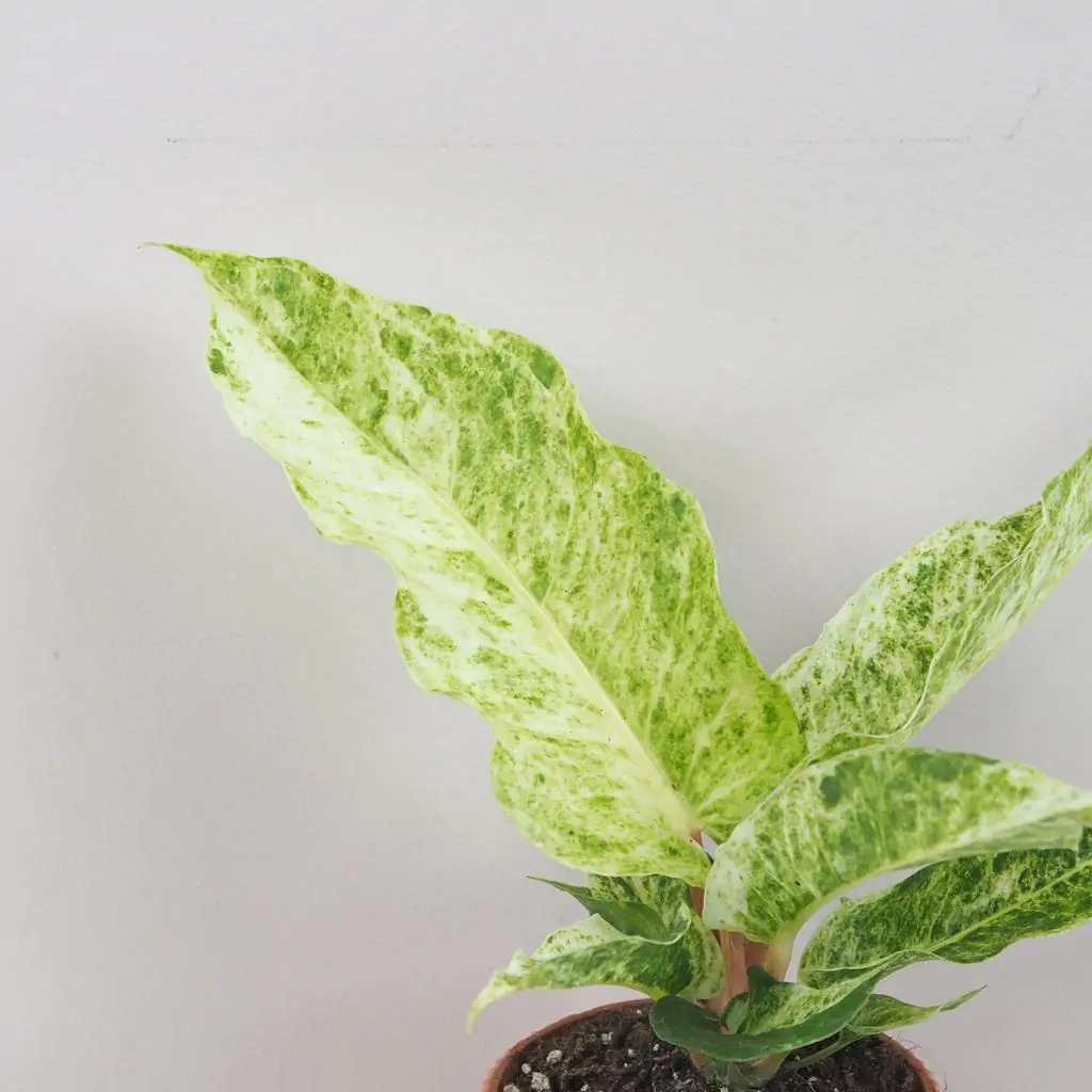 Anthurium hookeri variegata panasovana raritna izbova rastlina