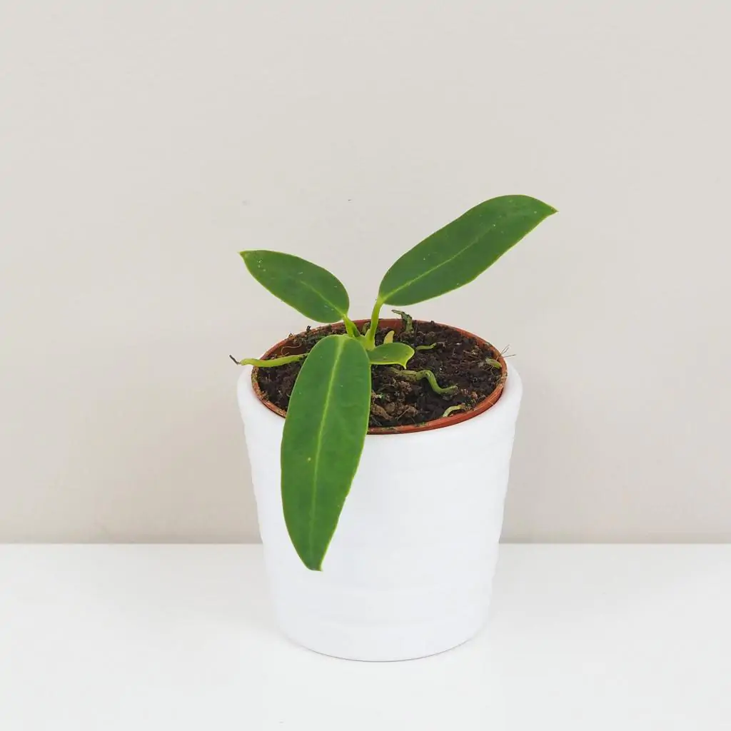 Anthurium warocqueanum malé