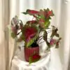 Caladium ‘Freida Hemple’ veľké cladium Freida Hemple