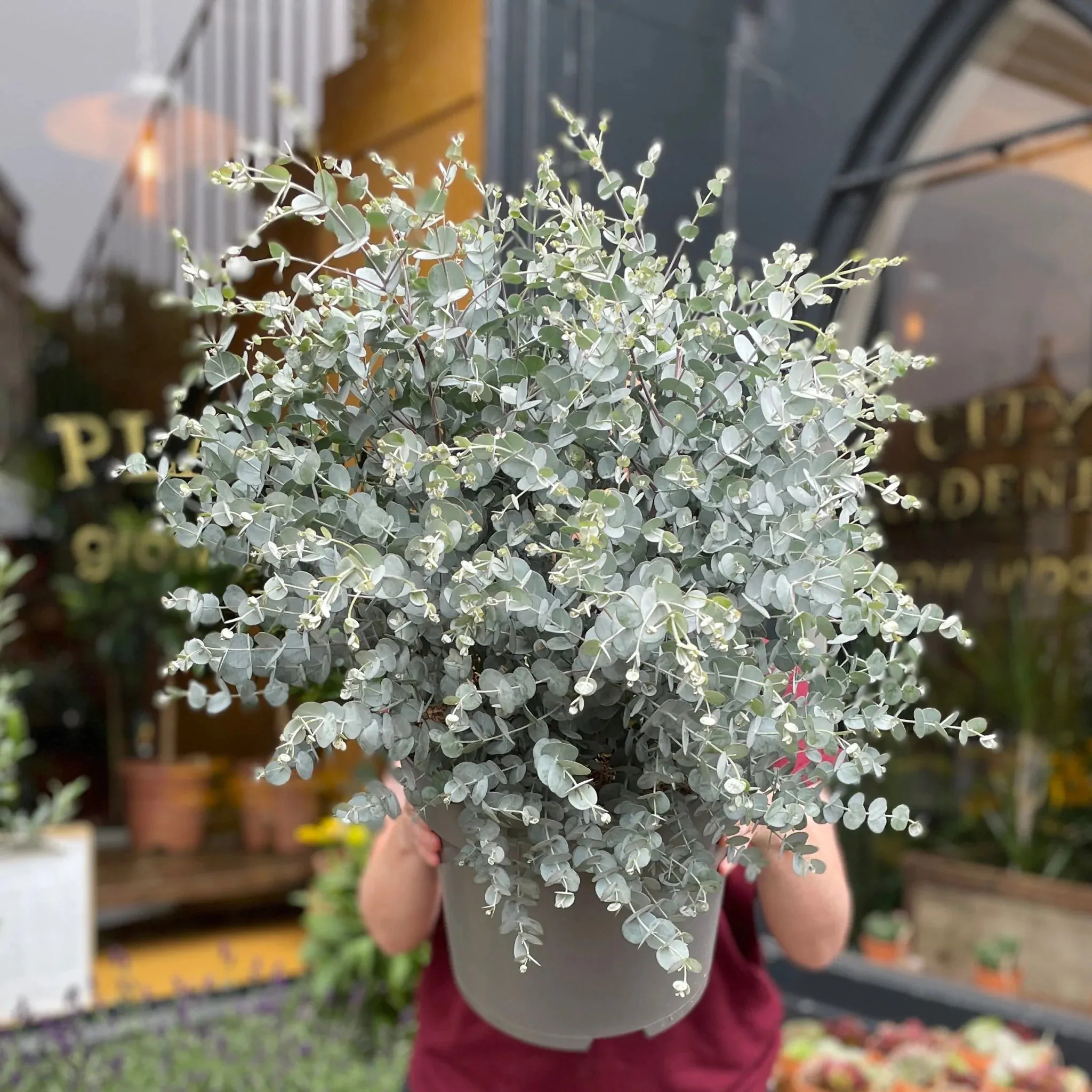 eukalyptus ako pestovat starostlivost